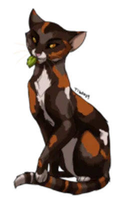 What ThunderClan Medicine Cat Are You? (Warriors)
