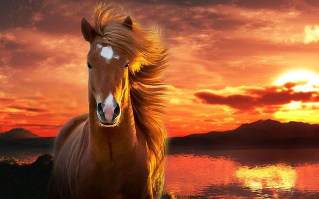 Horse Quiz--Super Challenging Horse Quiz--Super Challenging