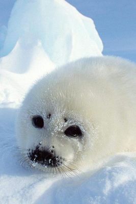 How much do you know about animals? (1) How much do you know about animals? (1)