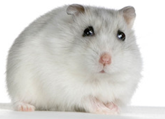 what one of my hamsters are you? what one of my hamsters are you?