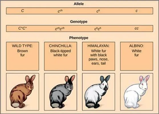 What Rabbit Personality Are You?