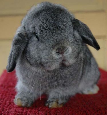 what would be your perfect pet? what would be your perfect pet?