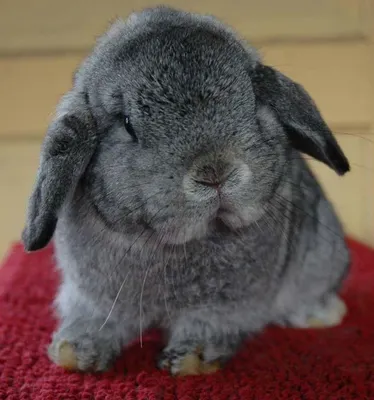 what would be your perfect pet? what would be your perfect pet?