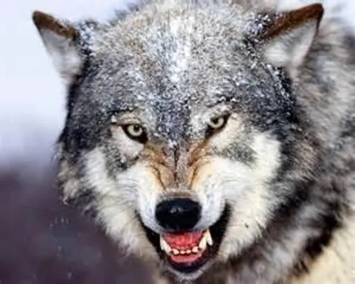Know Your Wolf Know Your Wolf