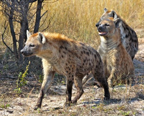 Animal Feeding Habits Quiz Animal Feeding Habits Quiz
