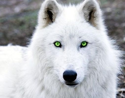 What gnaw wolf of the Beyond are you? What gnaw wolf of the Beyond are you?