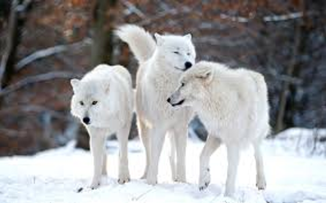 Wolfie quiz