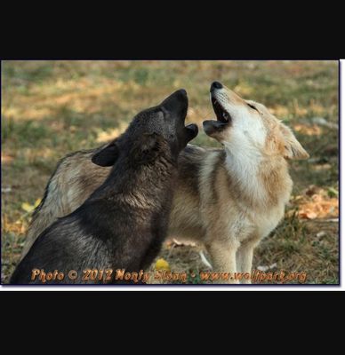 What wolf are you? (5) What wolf are you? (5)