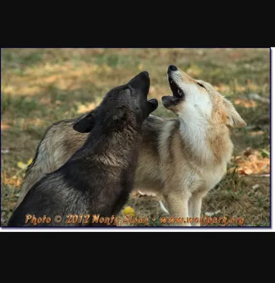 What wolf are you? (5) What wolf are you? (5)