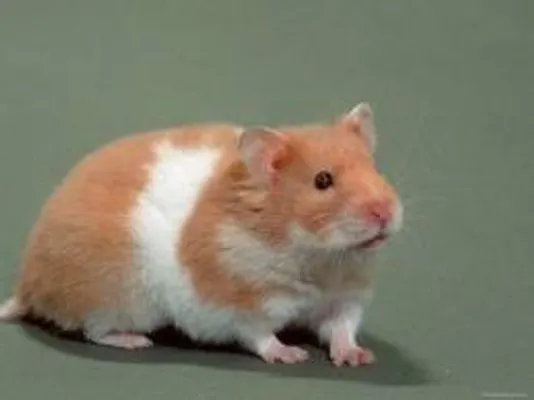 the evil hamster