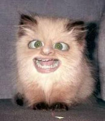 is tiz funny to you or not is tiz funny to you or not