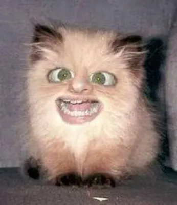 is tiz funny to you or not is tiz funny to you or not