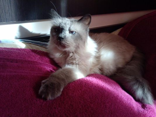 Is putting an (old) ill cat to sleep a sin? Some says is perfectly fine to stop the cat from possible pain, some says this is a sin or a crime. What do you think? Is putting an (old) ill cat to sleep a sin? Some says is perfectly fine to stop the cat from possible pain, some says this is a sin or a crime. What do you think?