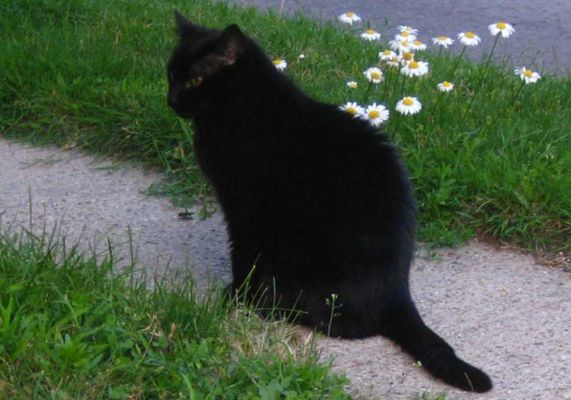 Do you have pets? If so, what kind? I have a black cat :P. I used to have a hamster but it died :'( Do you have pets? If so, what kind? I have a black cat :P. I used to have a hamster but it died :'(