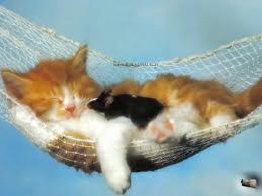 Cats vs Dogs! witch is better? come on tell us please pick cats but dogs are mutts like gale! Cats vs Dogs! witch is better? come on tell us please pick cats but dogs are mutts like gale!