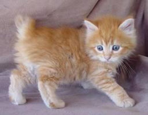 How does the bobtail cat keep it's balcnce? A cat's tail gives the cat balance, but how does the bobtail keep it's balance if it has a bunny tail? How does the bobtail cat keep it's balcnce? A cat's tail gives the cat balance, but how does the bobtail keep it's balance if it has a bunny tail?