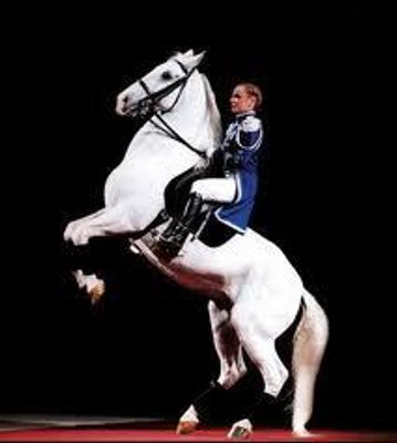 Here is a horse trivia question Which is a move used by the Lipzzaners in the Spainish Riding school in Vieanna is it, A.Levade B. Huistiol C.Haute Ecole Here is a horse trivia question Which is a move used by the Lipzzaners in the Spainish Riding school in Vieanna is it, A.Levade B. Huistiol C.Haute Ecole