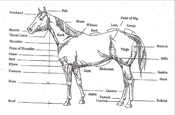 Do you have a horse, or just LOVE horses? Then PLEASE join my Horse Knowledge page. I'll try to help you with all your horsey needs and questions any day. So please Join even if you don't need any horsey help, or have any questions at the moment. (The picture for my page will look like the one used for this question) Do you have a horse, or just LOVE horses? Then PLEASE join my Horse Knowledge page. I'll try to help you with all your horsey needs and questions any day. So please Join even if you don't need any horsey help, or have any questions at the moment. (The picture for my page will look like the one used for this question)