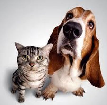 what kind of pets do you have? please answer if you have any :) what kind of pets do you have? please answer if you have any :)