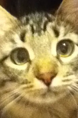 How Many of You Have Kitties? I have 2 kitties who I love :3 That picture is my cat Lili! How Many of You Have Kitties? I have 2 kitties who I love :3 That picture is my cat Lili!