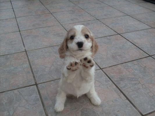What breed of dog would fit my family? We have a big house but a huge pool in my backyard so we need a dog who can swim.We also have 6 family members.Me,my sister,my 2 brothers,my mum and my dad.The type I really want is a boxer or Labrador/Dalmation mix but i'm not sure if they'll fit in with my family.I despretately want a dog but my parents won't let me have one until I pick our 'just right' breed.Can someone tell me a breed that will go well with us? What breed of dog would fit my family? We have a big house but a huge pool in my backyard so we need a dog who can swim.We also have 6 family members.Me,my sister,my 2 brothers,my mum and my dad.The type I really want is a boxer or Labrador/Dalmation mix but i'm not sure if they'll fit in with my family.I despretately want a dog but my parents won't let me have one until I pick our 'just right' breed.Can someone tell me a breed that will go well with us?