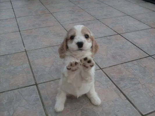 What breed of dog would fit my family? We have a big house but a huge pool in my backyard so we need a dog who can swim.We also have 6 family members.Me,my sister,my 2 brothers,my mum and my dad.The type I really want is a boxer or Labrador/Dalmation mix but i'm not sure if they'll fit in with my family.I despretately want a dog but my parents won't let me have one until I pick our 'just right' breed.Can someone tell me a breed that will go well with us? What breed of dog would fit my family? We have a big house but a huge pool in my backyard so we need a dog who can swim.We also have 6 family members.Me,my sister,my 2 brothers,my mum and my dad.The type I really want is a boxer or Labrador/Dalmation mix but i'm not sure if they'll fit in with my family.I despretately want a dog but my parents won't let me have one until I pick our 'just right' breed.Can someone tell me a breed that will go well with us?
