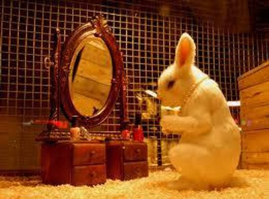 If you had a bunny what would his\her name be? Is he\she a girl? A boy? These names can tell. Isn't it weird how Sam is a boy's name and a girl's name? Yeah, but anyways have fun! If you had a bunny what would his\her name be? Is he\she a girl? A boy? These names can tell. Isn't it weird how Sam is a boy's name and a girl's name? Yeah, but anyways have fun!