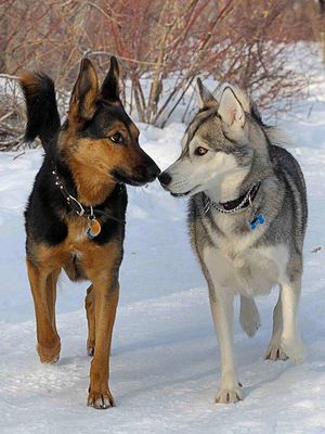 German Shepherd or Siberian Husky? I am so confused, I love both dogs, they are both so pretty! Which one is best? German Shepherd or Siberian Husky? I am so confused, I love both dogs, they are both so pretty! Which one is best?