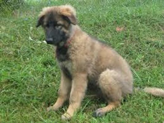 Tell me about this breed... Tell me a little about it. It's okay to use intermation! (Yes, to me, it is a word, I made it up of course x D) But you obviously need to know the breed first : / Well, good luck! Tell me about this breed... Tell me a little about it. It's okay to use intermation! (Yes, to me, it is a word, I made it up of course x D) But you obviously need to know the breed first : / Well, good luck!