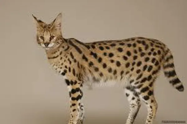 What are your top 3 favourite breed of cat? Mine are Savannah, Bombay and Siberian! What's yours? What are your top 3 favourite breed of cat? Mine are Savannah, Bombay and Siberian! What's yours?
