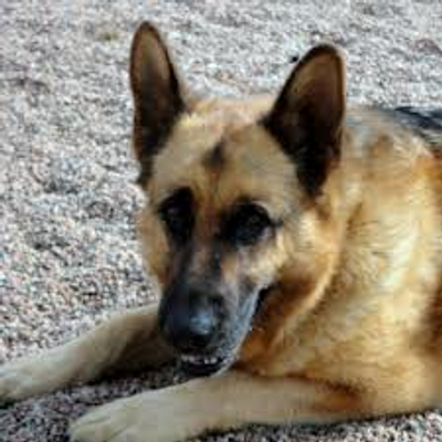 Read the discription or you will not understand. If think that everybody should be given money to their local dog charities because even though people think that it is only africian children who need money but these lovely dogs need support too. This is a picture of Dexter the German Shepherd from Benvardin Animal Rescue Kennels. He is 7 years old and has been there for well over a year. Read the discription or you will not understand. If think that everybody should be given money to their local dog charities because even though people think that it is only africian children who need money but these lovely dogs need support too. This is a picture of Dexter the German Shepherd from Benvardin Animal Rescue Kennels. He is 7 years old and has been there for well over a year.