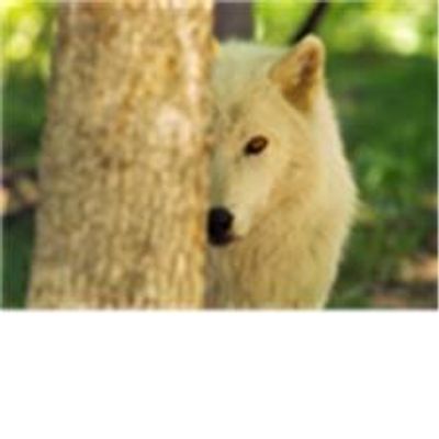 favorite animal? tell me! just wanna know! my favorite animals are monkeys and wolves! whats yours? :3 favorite animal? tell me! just wanna know! my favorite animals are monkeys and wolves! whats yours? :3