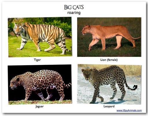 What is your favourite: Lions, Tigers, Jaguars or Leopards? 4 main big cats, my fav's the Leopard!! What is your favourite: Lions, Tigers, Jaguars or Leopards? 4 main big cats, my fav's the Leopard!!