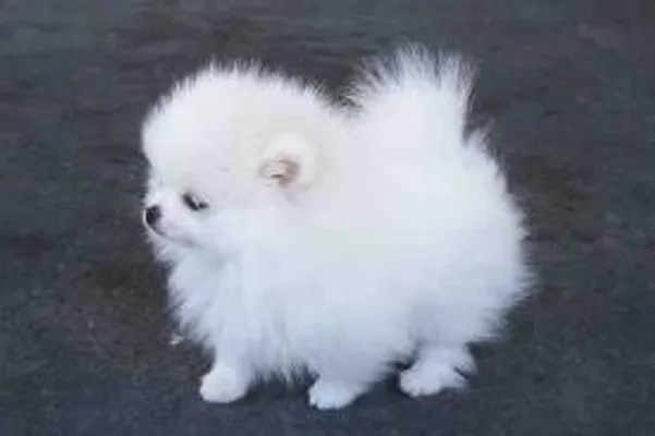 How many types of dogs are there in the world? Just wondering how many different types of dogs there are in the world! How many types of dogs are there in the world? Just wondering how many different types of dogs there are in the world!