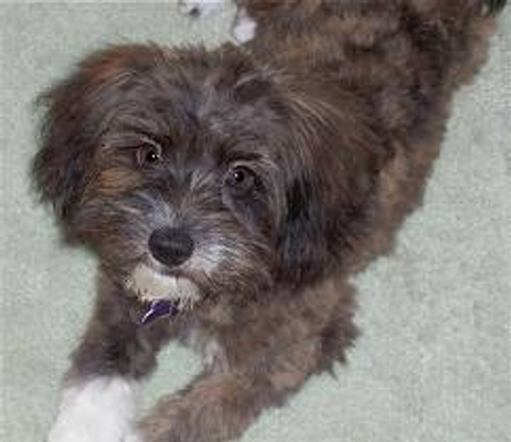 What big mixed breed is this? I know but do you? The only clue i am giving you is: It is a mix between 2 toy dogs. What big mixed breed is this? I know but do you? The only clue i am giving you is: It is a mix between 2 toy dogs.