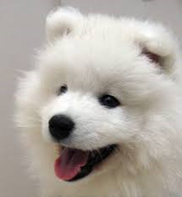 What is the nicest dog you have ever seen? Mine has to be 2 Leonbergers I saw walking down the promenade. The most prettiest dogs ever! What is the nicest dog you have ever seen? Mine has to be 2 Leonbergers I saw walking down the promenade. The most prettiest dogs ever!