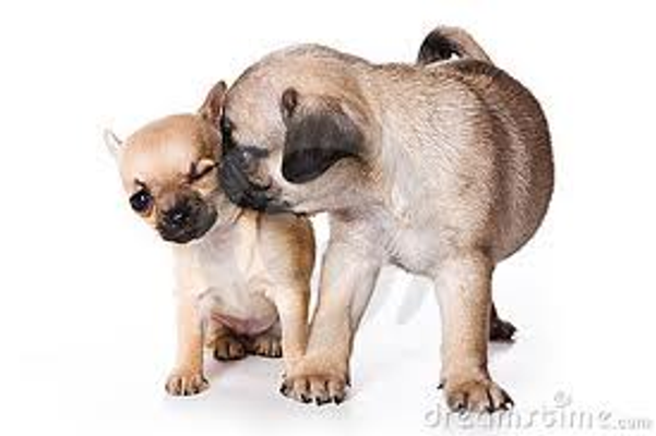 Chihuahua or pug - who is best? I love both breeds. But who do you like? Chihuahua or pug - who is best? I love both breeds. But who do you like?
