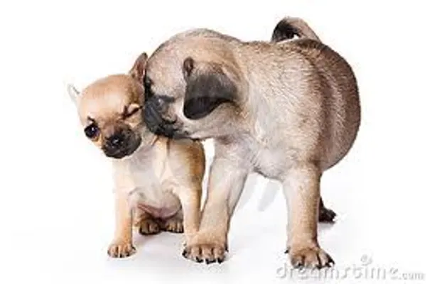 Chihuahua or pug - who is best? I love both breeds. But who do you like? Chihuahua or pug - who is best? I love both breeds. But who do you like?