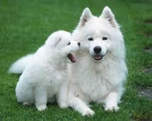 Doggy Info? I'm getting a dog, finally!!! If there's anything I need to know, this is the place to tell me! Advice, fun facts, favorite breed, important traits, or even pros and cons! I just wanna be really really prepared for our new family member! Doggy Info? I'm getting a dog, finally!!! If there's anything I need to know, this is the place to tell me! Advice, fun facts, favorite breed, important traits, or even pros and cons! I just wanna be really really prepared for our new family member!