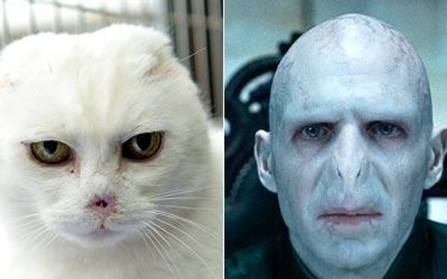 Please give me links!(I've already got Harrys) I neee help finding links to these characters costumes: Gilan (Ranger's Apprentice) Will Treaty (Ranger's Apprentice) Halt (Ranger's Apprentice) Morgarath (Ranger's Apprentice) Max Capricorn (Doctor Who) Harry Potter (Harry Potter) Voldemort (Harry Potter) Please give me links!(I've already got Harrys) I neee help finding links to these characters costumes: Gilan (Ranger's Apprentice) Will Treaty (Ranger's Apprentice) Halt (Ranger's Apprentice) Morgarath (Ranger's Apprentice) Max Capricorn (Doctor Who) Harry Potter (Harry Potter) Voldemort (Harry Potter)