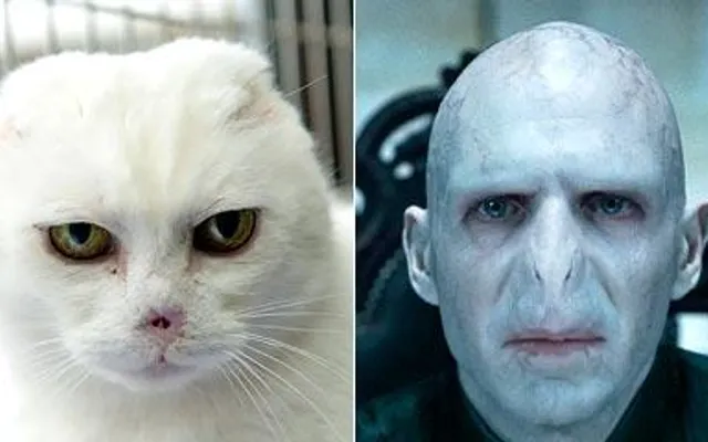 Please give me links!(I've already got Harrys) I neee help finding links to these characters costumes: Gilan (Ranger's Apprentice) Will Treaty (Ranger's Apprentice) Halt (Ranger's Apprentice) Morgarath (Ranger's Apprentice) Max Capricorn (Doctor Who) Harry Potter (Harry Potter) Voldemort (Harry Potter) Please give me links!(I've already got Harrys) I neee help finding links to these characters costumes: Gilan (Ranger's Apprentice) Will Treaty (Ranger's Apprentice) Halt (Ranger's Apprentice) Morgarath (Ranger's Apprentice) Max Capricorn (Doctor Who) Harry Potter (Harry Potter) Voldemort (Harry Potter)