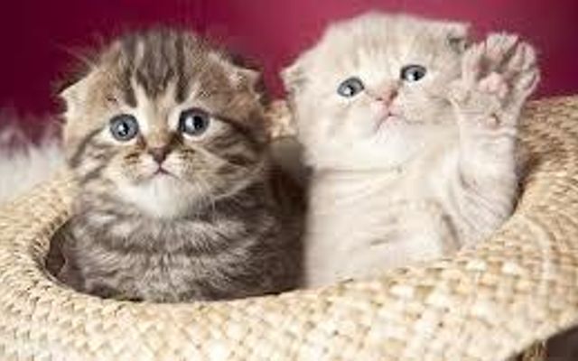 Do you think you're good at writing? This is only are book writers, so I was just wondering if you think you're an author or not. Do you think you're good at writing? This is only are book writers, so I was just wondering if you think you're an author or not.