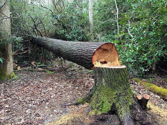 Do you think plants and trees can feel pain? Do you think plants and trees can feel pain?
