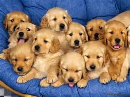 Why are puppies SO cute? I love puppies! But why are they so cute? ONLY THE RAINBOW KNOWS! Why are puppies SO cute? I love puppies! But why are they so cute? ONLY THE RAINBOW KNOWS!