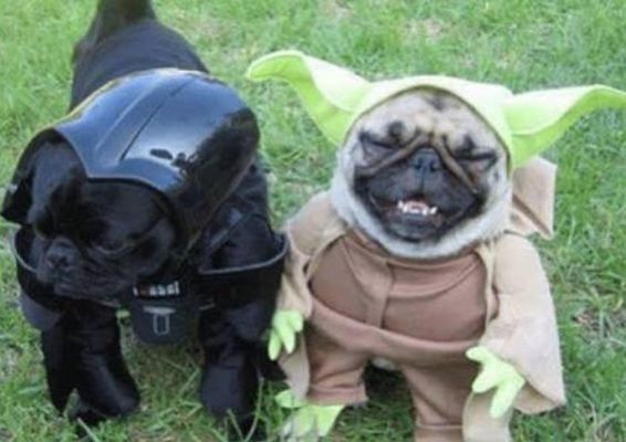 What is your favourite type of dog? (1) Mine are pugs What is your favourite type of dog? (1) Mine are pugs