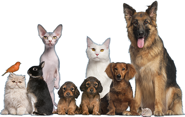 What's your favorite animal? (2) Favorite animals WOLF PACK What's your favorite animal? (2) Favorite animals WOLF PACK