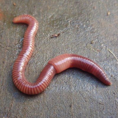 HELP! why is jay the cutest worm in the world enjoy this high quality pic of jay HELP! why is jay the cutest worm in the world enjoy this high quality pic of jay