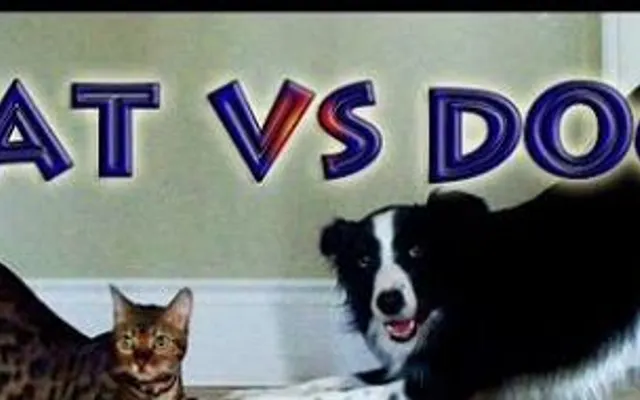 Do you like cats or dogs? Dogs and cats are both popular but I like the kind, caring, smart, athletic, and loyal dog bets. I think cats are mean lazy and bossy and that they only care for themselves. What are your thoughts? Do you like cats or dogs? Dogs and cats are both popular but I like the kind, caring, smart, athletic, and loyal dog bets. I think cats are mean lazy and bossy and that they only care for themselves. What are your thoughts?