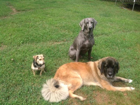 Which one looks cuter? The small dog, thin dog or floofy dog? Which one looks cuter? The small dog, thin dog or floofy dog?