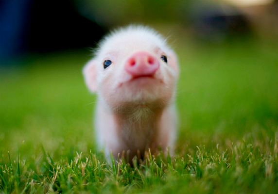 Which animal is your favourite? It would be nice to know. Which animal is your favourite? It would be nice to know.